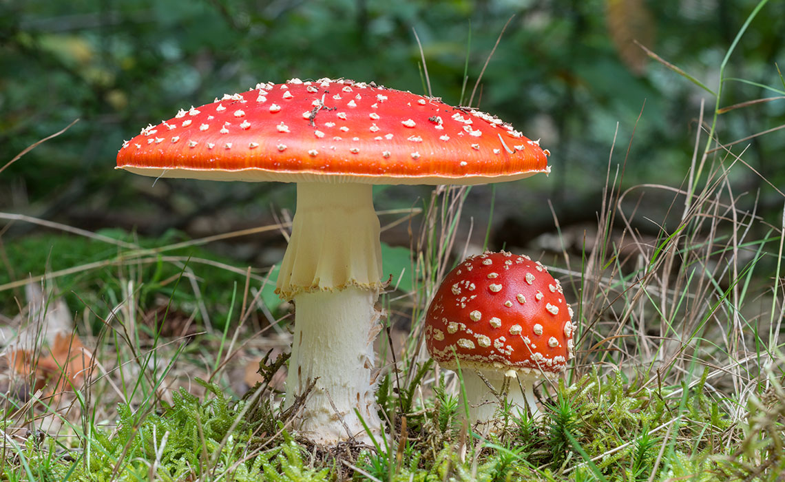 Amanite tue-mouches (Amanita muscaria)